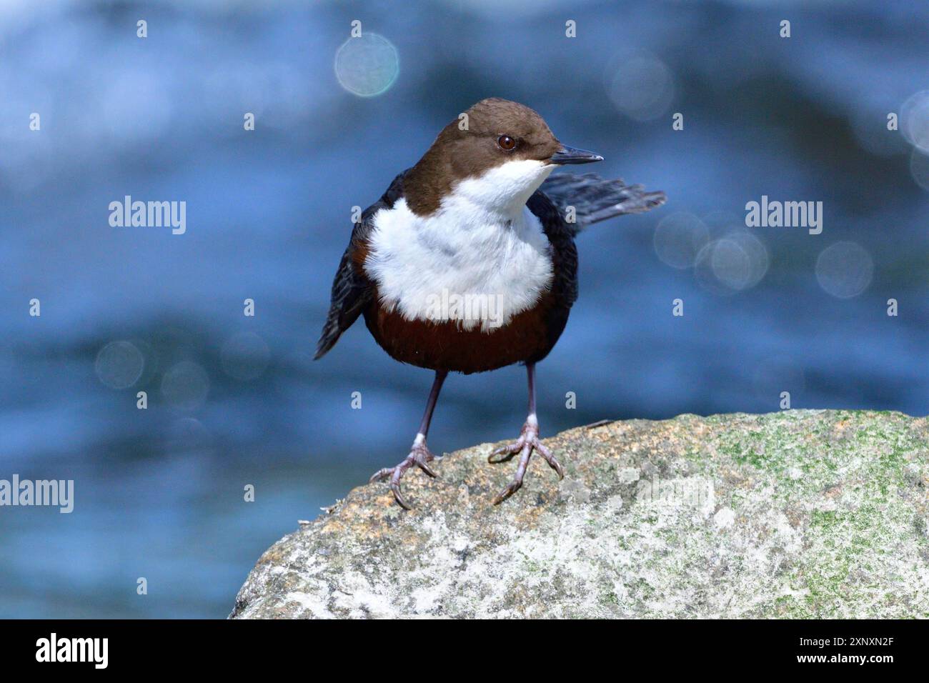 Weisskehlenlöffel im Frühjahr in sachsen. Weißkehlenlapper (Cinclus cinclus) auf der Spree Stockfoto