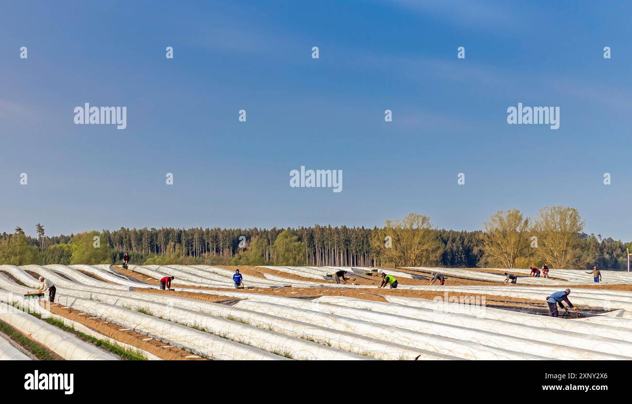 Spargelfeld bei Schrobenhausen in Bayern Stockfoto