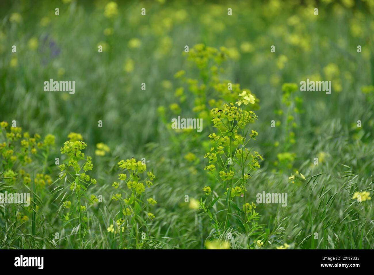Euphorbia esula, wilde Wiesenpflanze mit gelben Blüten Stockfoto