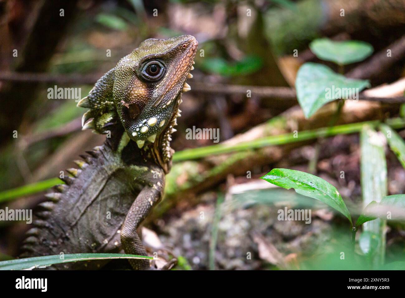 Boyd's Wald Drache, Hypsilurus boydii, Daintree Regenwald, Cow Bay, Queensland, Australien Stockfoto