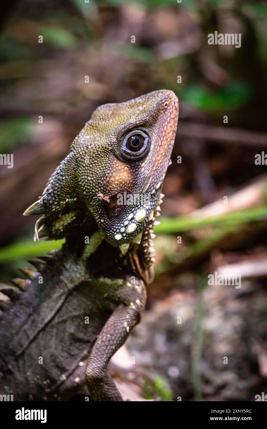 Boyd's Wald Drache, Hypsilurus boydii, Daintree Regenwald, Cow Bay, Queensland, Australien Stockfoto