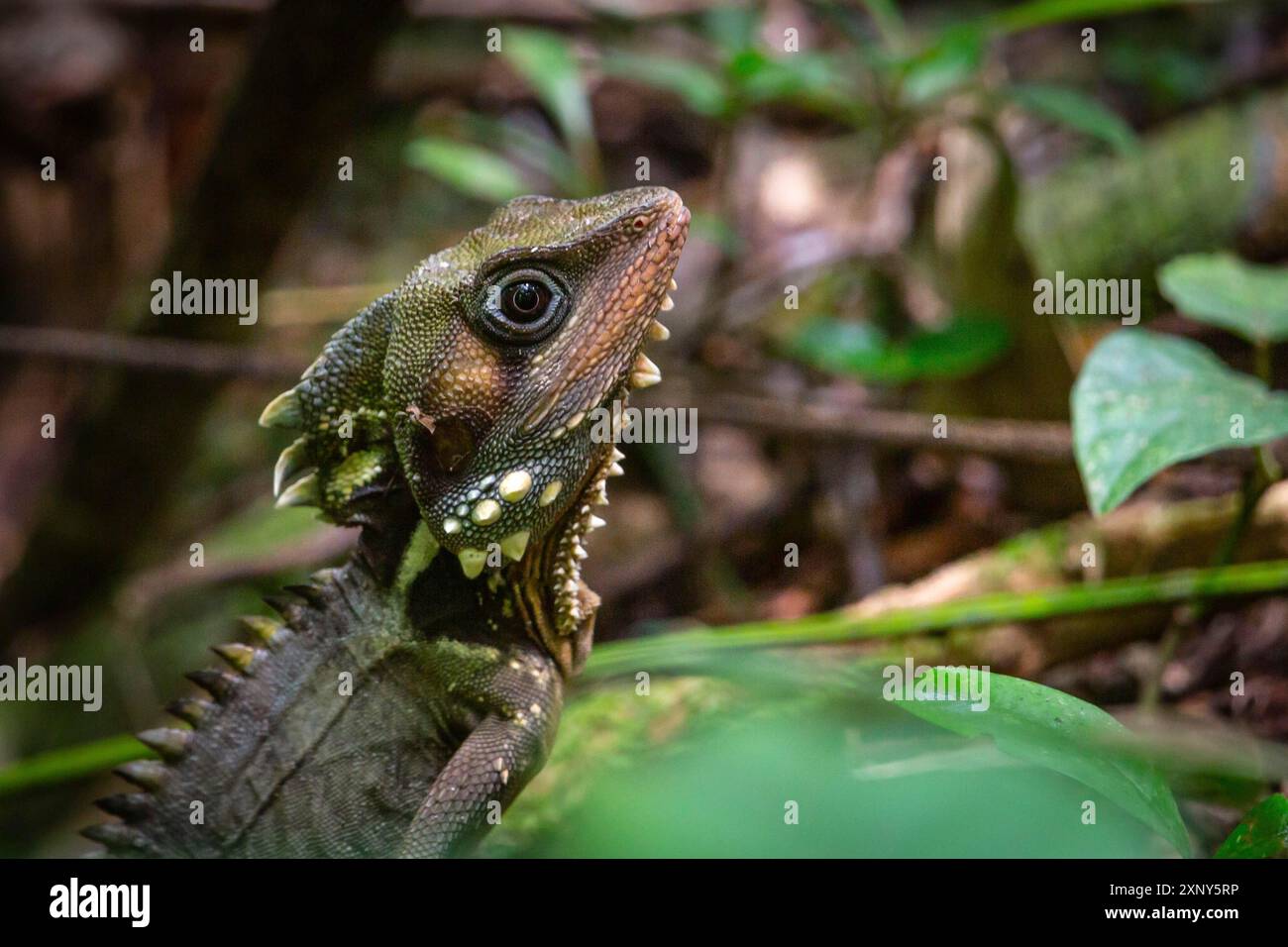 Boyd's Wald Drache, Hypsilurus boydii, Daintree Regenwald, Cow Bay, Queensland, Australien Stockfoto