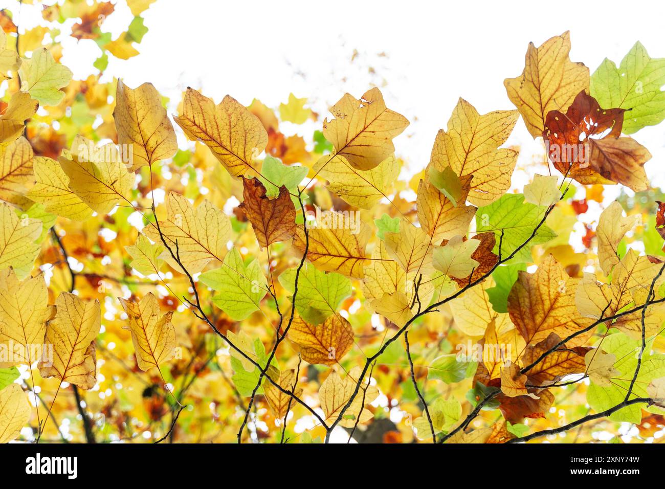 Ein Herbstspaziergang im Naherholungsgebiet sechs Seenplatte Duisburg, Nordrhein-Westfalen Stockfoto