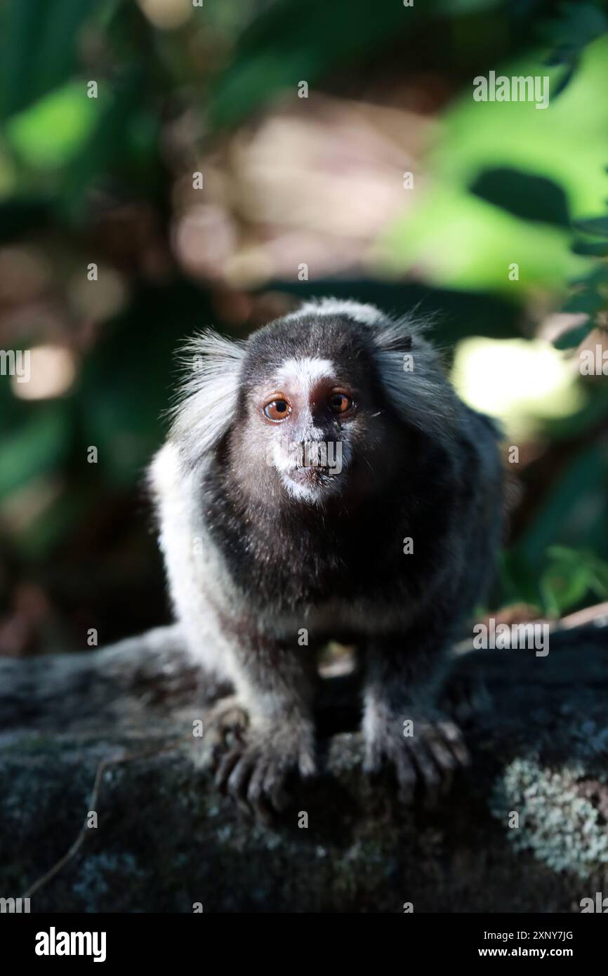 2. August 2024, Rio de Janeiro, Rio de Janeiro, Brasilien: Ein Mico-Affe, ein kleiner in Südamerika heimischer Primaten, wird im Forte Duque de Caxias in Rio de Janeiro gesehen. Diese Affen, darunter auch Murmeltiere und Tamarine, kommen häufig im Atlantic Forest Environmental Protection Area vor. Besucher können ihren natürlichen Lebensraum erkunden und dabei mehr über die laufenden Naturschutzbemühungen zum Erhalt dieser Arten und ihrer Umwelt erfahren. (Credit Image: © Bob Karp/ZUMA Press Wire) NUR REDAKTIONELLE VERWENDUNG! Nicht für kommerzielle ZWECKE! Stockfoto