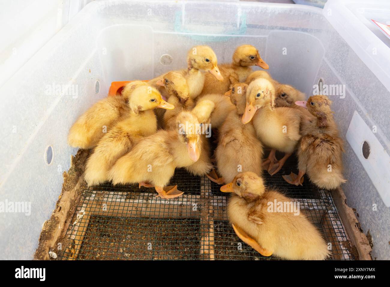 Gelb gefärbte Küken, die auf dem Bauernmarkt in Kisten verkauft werden. Stockfoto