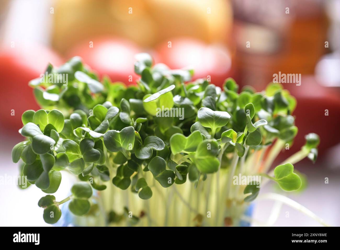 Rettichsprossen als frische und gesunde Zutat für verschiedene Gerichte, Nahaufnahme, Kopierraum, ausgewählter Fokus, sehr enge Schärfentiefe Stockfoto