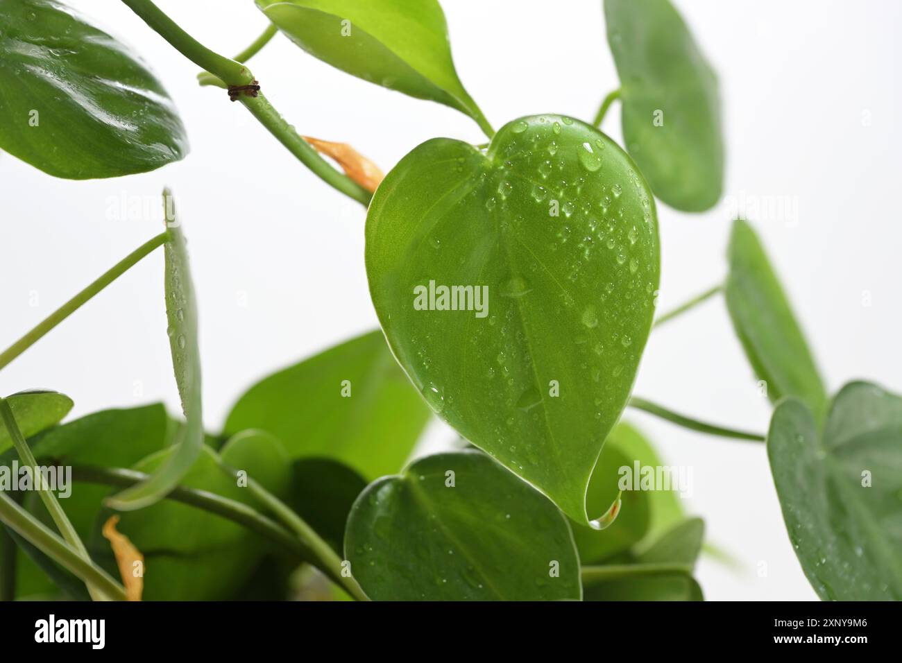 Herzförmiges Blatt aus Philodendron-Skandalen mit Wassertropfen, immergrüner Kletterer und dekorativer Zimmerpflanze, Liebessymbol, Kopierraum, ausgewählter Fokus Stockfoto