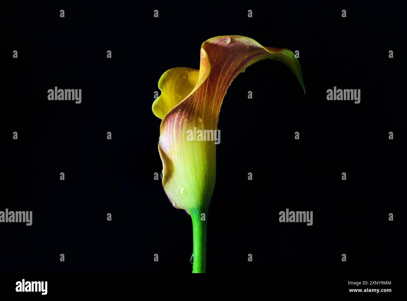 Gelb-roter Blumenkopf einer schönen Calla (Zantedeschia) mit Wassertropfen isoliert auf einem schwarzen Hintergrund, das Blütenblatt ist ein spezialisiertes Deckblatt und Stockfoto