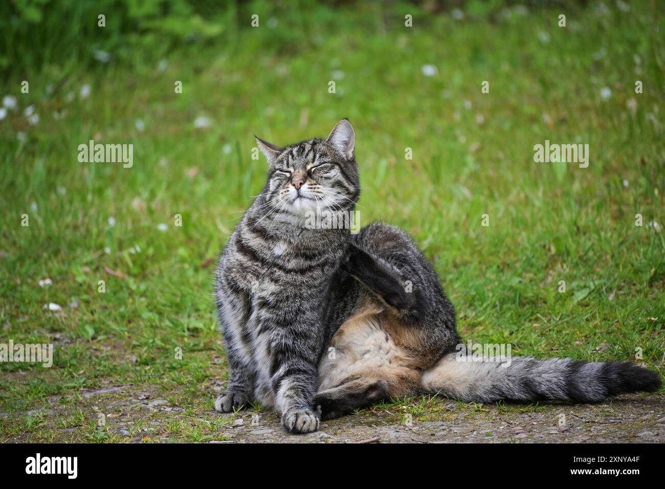 Lustige Tabbykatze mit dickem Fell sitzt im Garten vor dem Rasen und kratzt sich mit der Hinterpfote hinter Ohr, Haustier und Tier Stockfoto