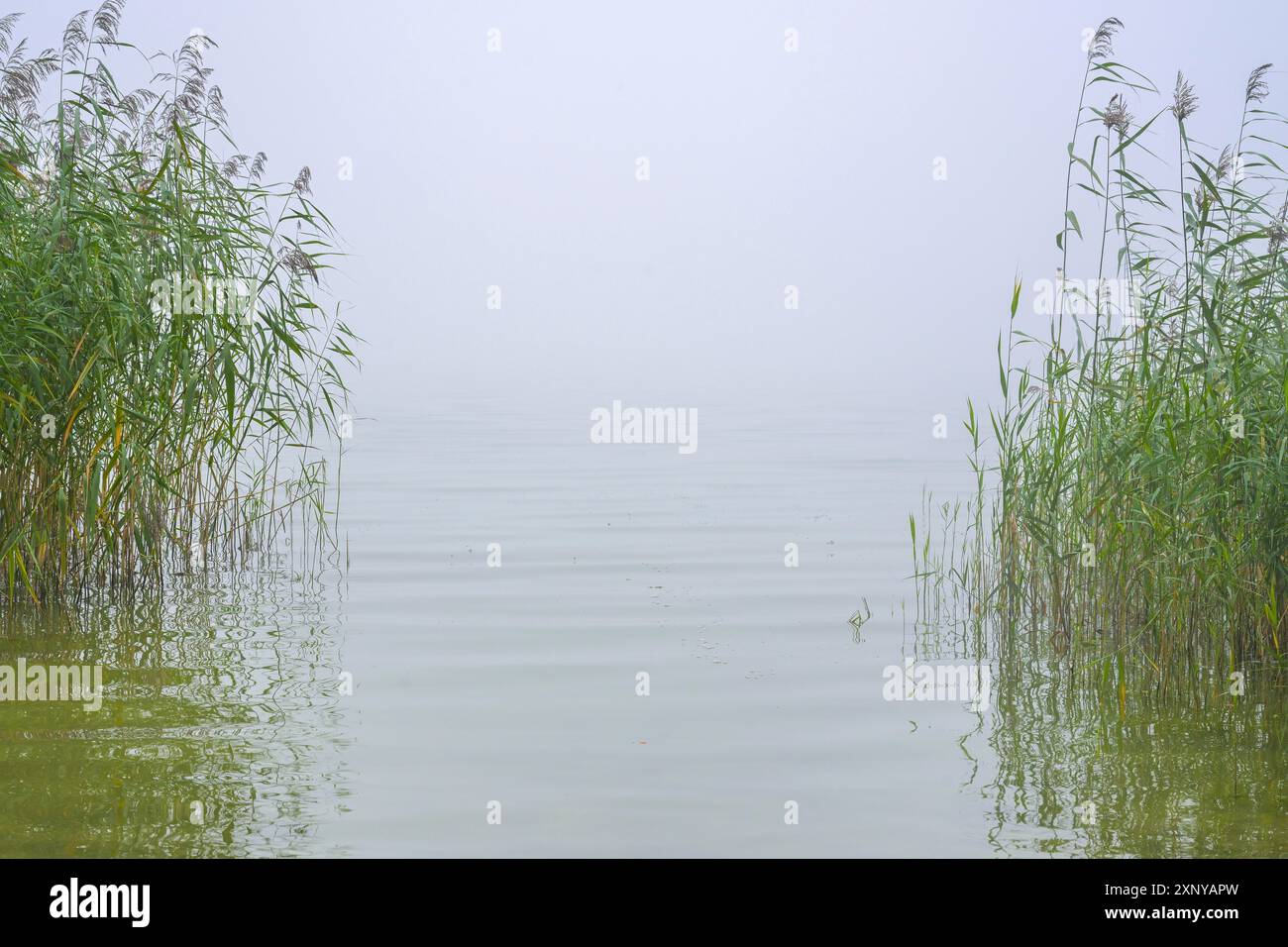 Blick durch das grüne Schilf auf einen ruhigen See, der Wasserhorizont verschwindet im Dunst, Umweltkonzept, natürlicher Landschaftskopierraum, ausgewählt Stockfoto