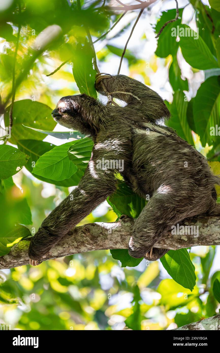 Bradypus variegatus (Bradypus variegatus) in einem Baum, Cahuita Nationalpark, Costa Rica Stockfoto