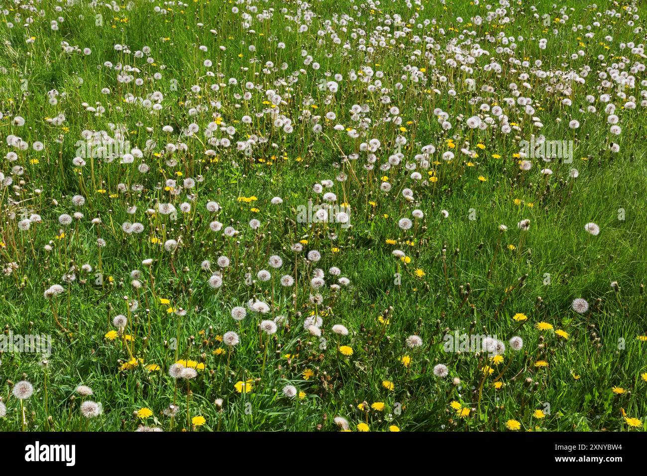 Grüner Rasen mit Taraxacum officinale, Löwenzahn-Blüten, die im Frühjahr bereit sind, Samen freizusetzen, Quebec, Kanada Stockfoto