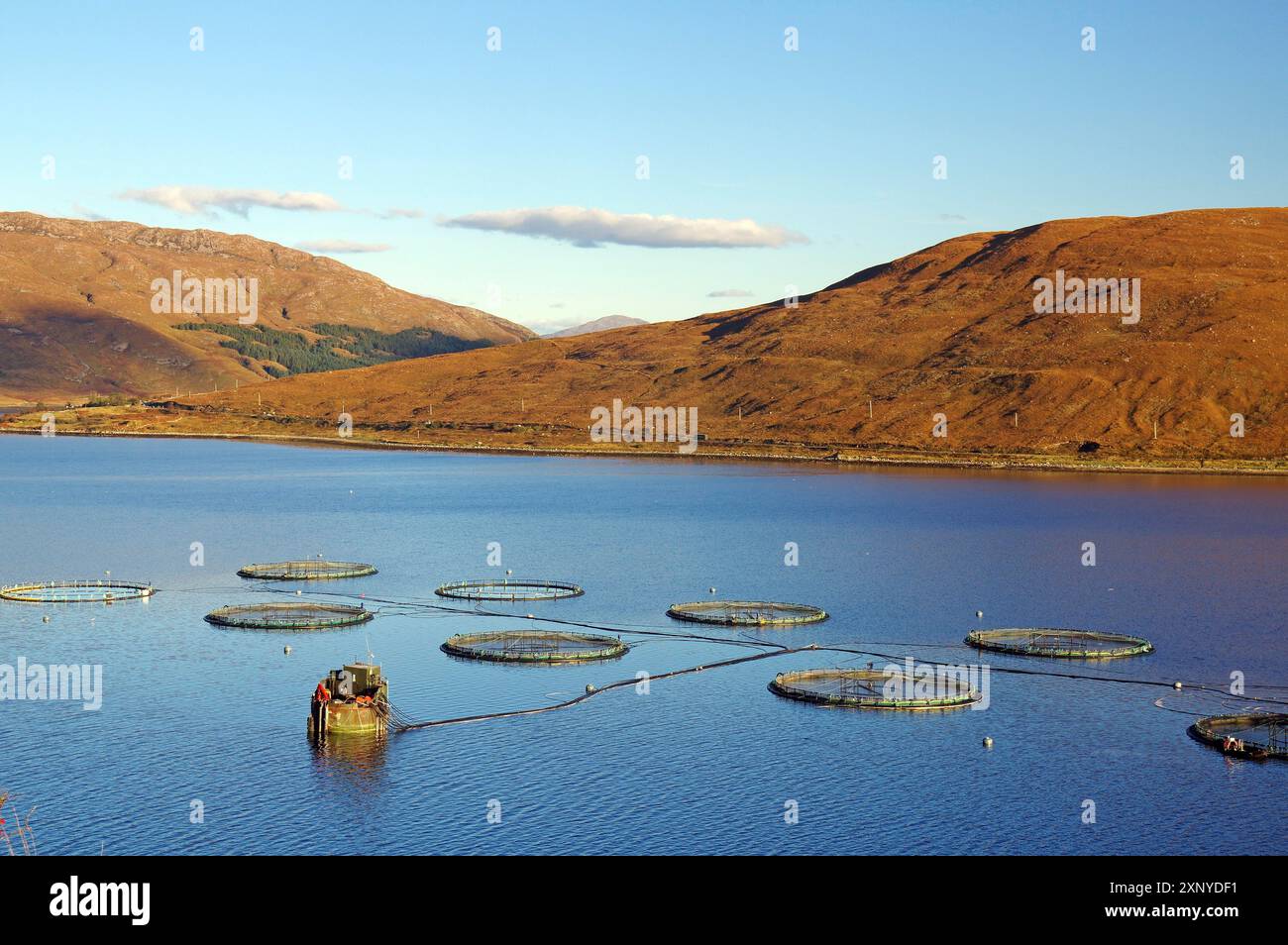 Runde Fischfarmen schweben im ruhigen Wasser eines Sees, beleuchtet von orangefarbenem Abendlicht, Oktober, Cullins, Hebriden, Isle of Skye Stockfoto