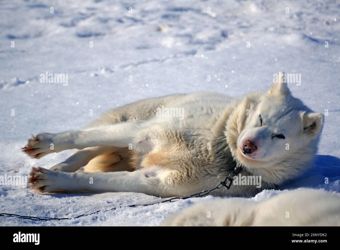 Schlittenhund im Schnee liegend und ruhend, typische Winterumgebung, Ilulissat, Grönland, Dänemark Stockfoto