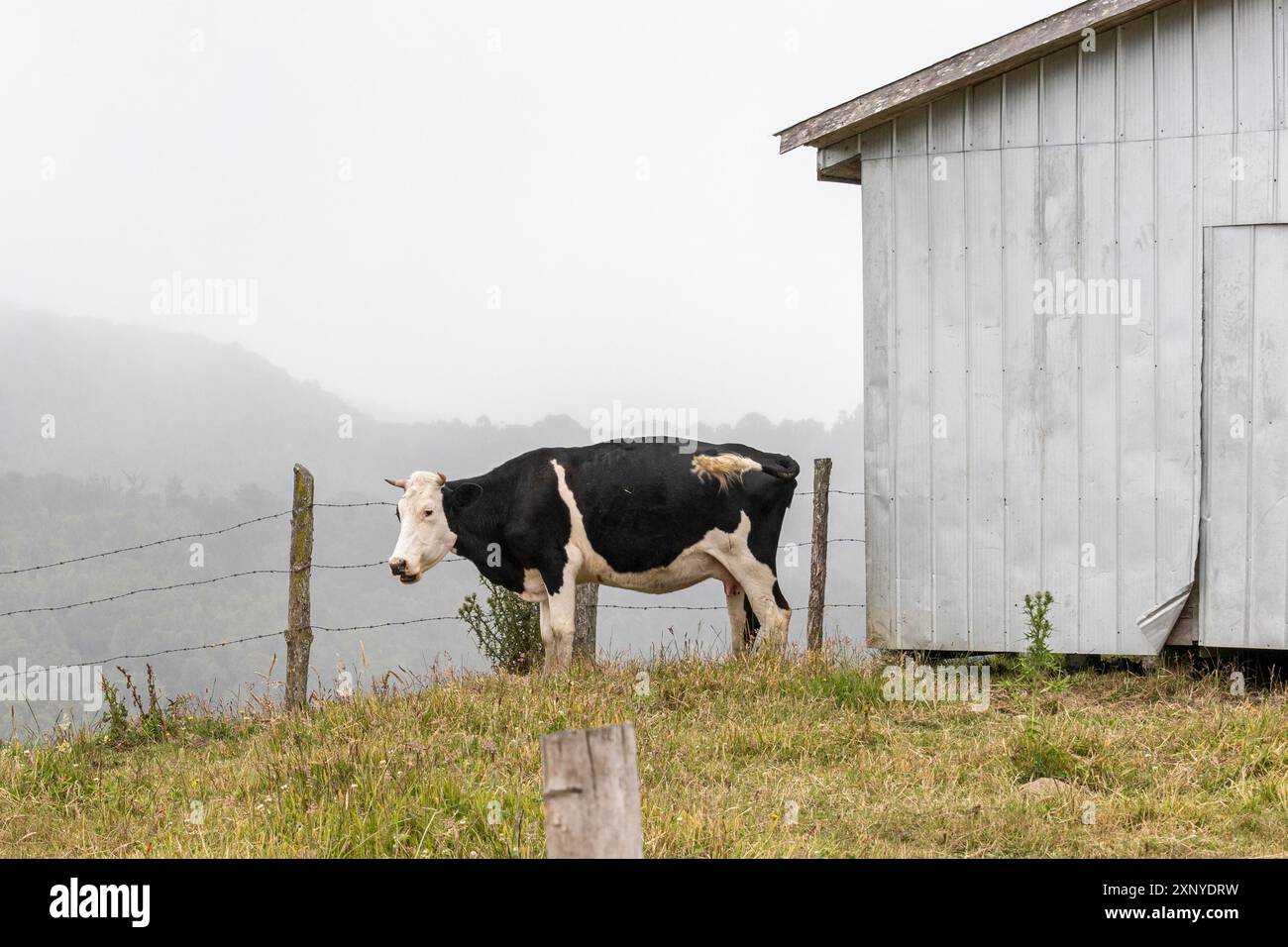 Kuh steht neben einer Scheune, Straße W-254, Chiloe, Chile Stockfoto