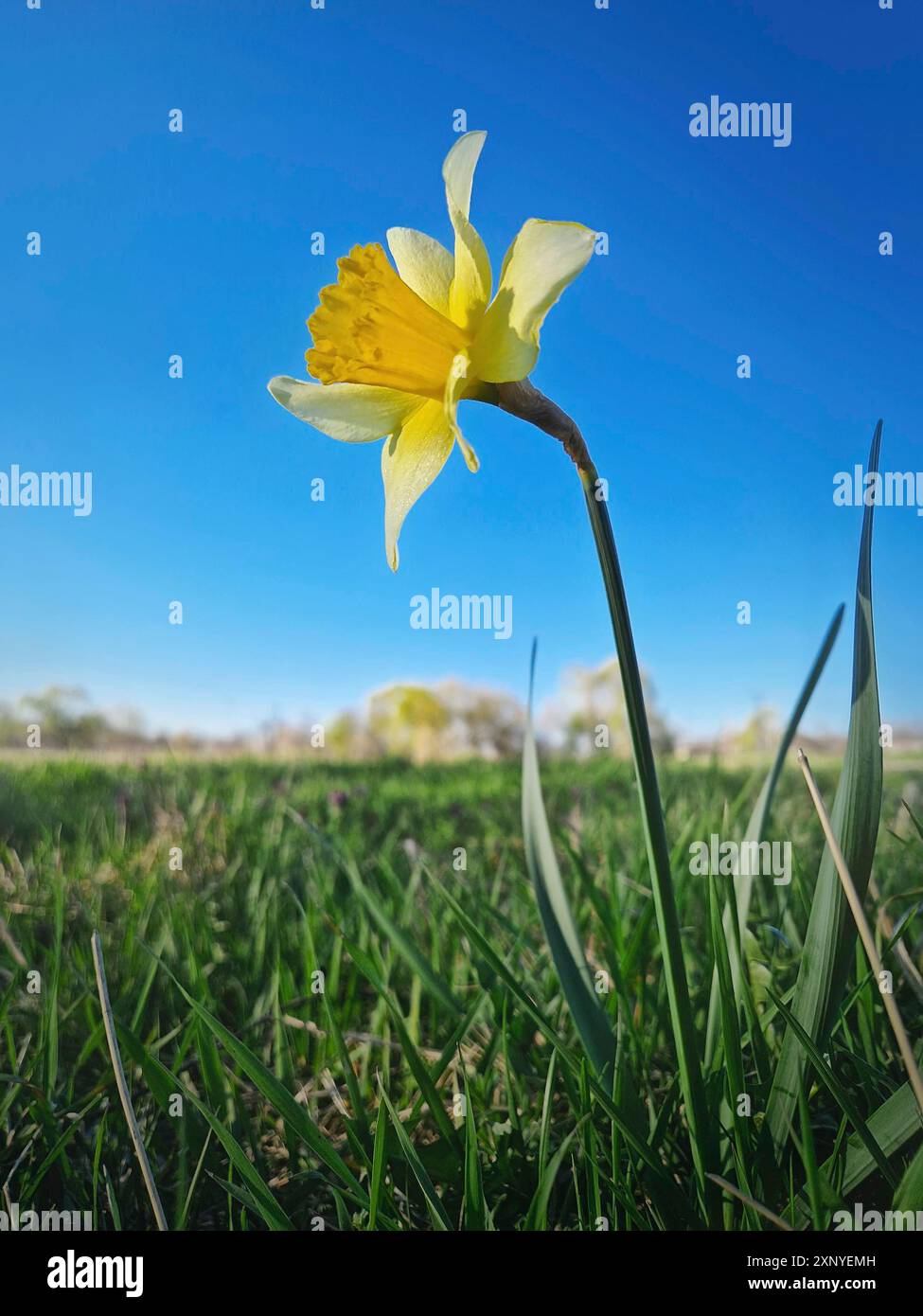 Wilde Narzissen blühen auf einer grünen Grasweide an einem sonnigen Frühlingstag. Gelbes Narzissen-Pflanze-Frühlingsjonquil-Symbol Stockfoto