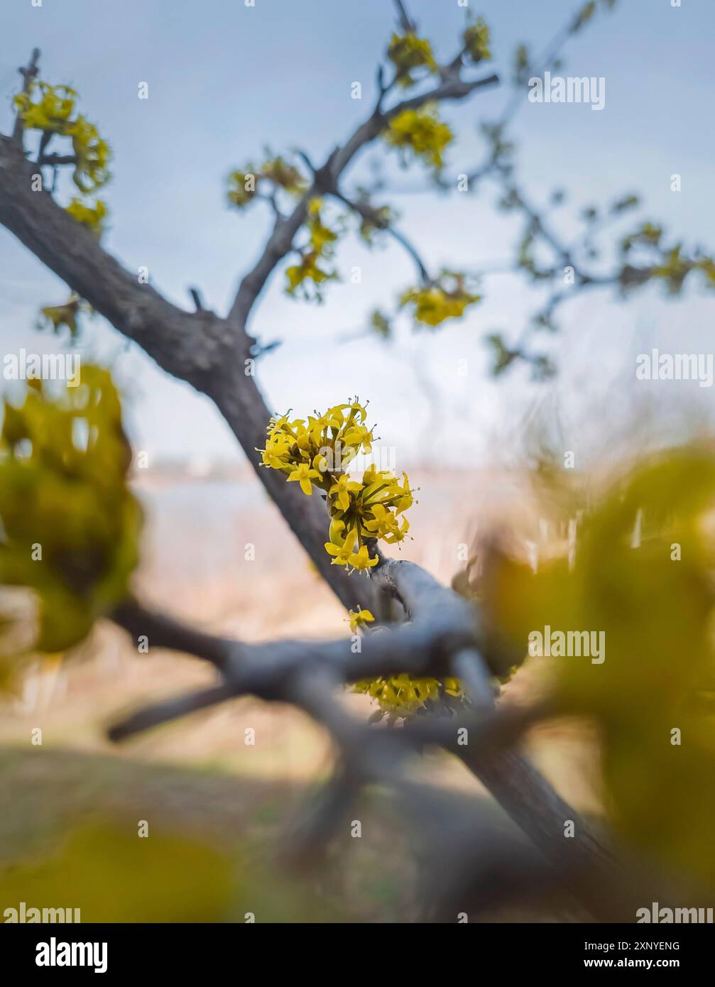 Schließen Sie die gelben Blüten von Cornus MAS, der Cornelianischen Kirsche, Europäischer Kornel oder Hartholz. Frühling blühender Baum Stockfoto