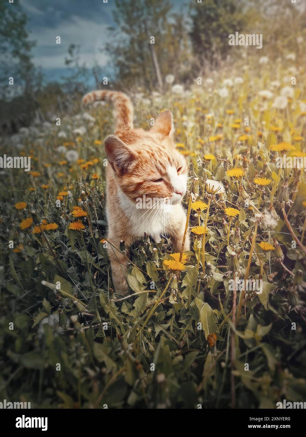 Lustige orangene Katze draußen auf einer Löwenzahnwiese, die Blumen riecht. Wunderschöner Sommer saisonaler Hintergrund mit einem entzückenden Ingwertier in der Natur Stockfoto