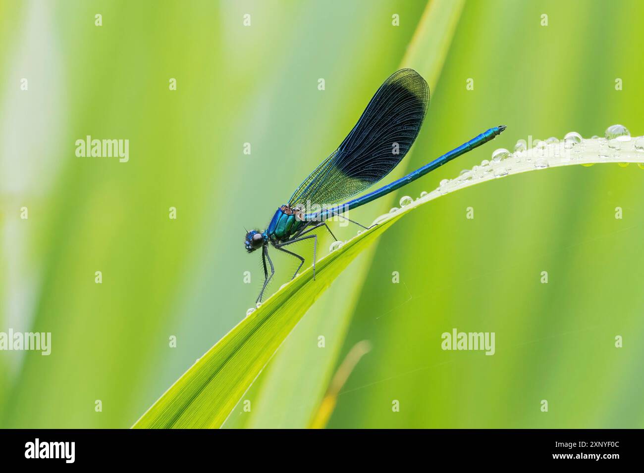 Eine Banded demoiselle (Calopteryx splendens), männlich, sitzend auf einem Schilfblatt mit Wassertröpfchen, Hessen, Deutschland Stockfoto
