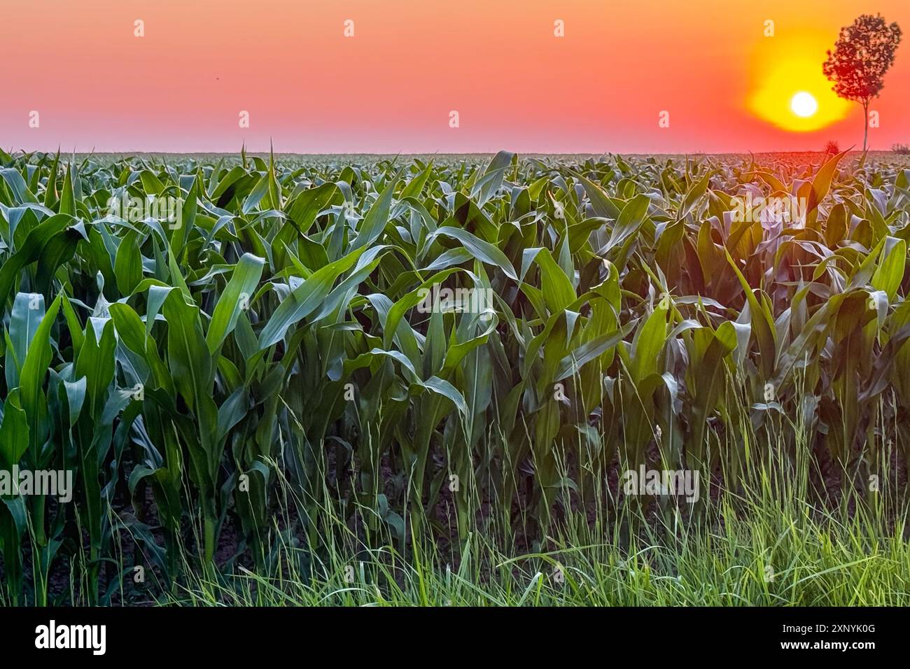 Ein riesiges Maisfeld, das sich so weit das Auge reicht, wird von einer Dämmerungssonne im ländlichen Frankreich beleuchtet. Stockfoto