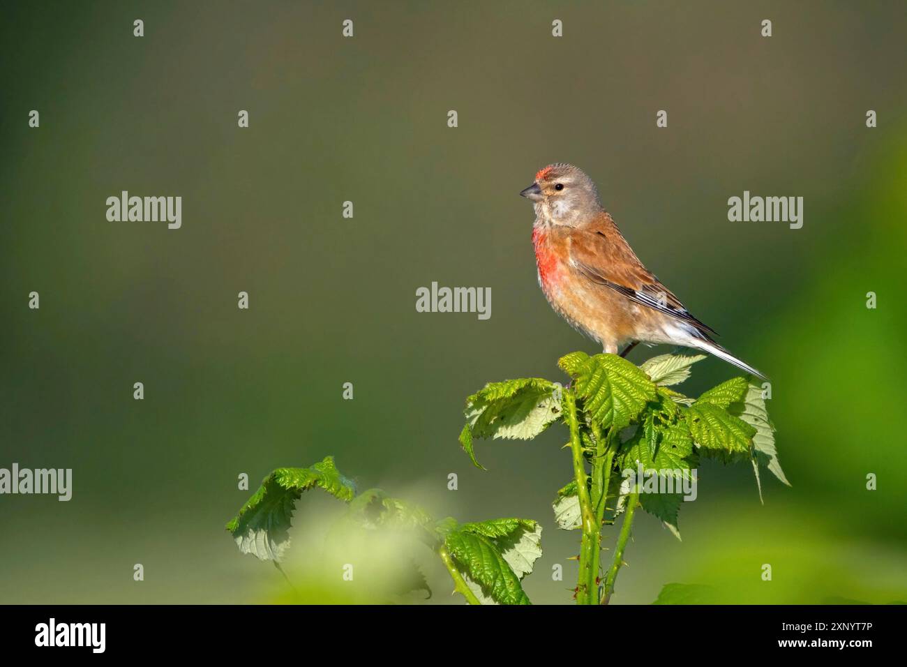 Linnet, Common Linnet, Eurasisches Linnet, (Carduelis cannabin), (Acanthis cannabina), Linotte mElodieuse, Pardillo ComË Stockfoto