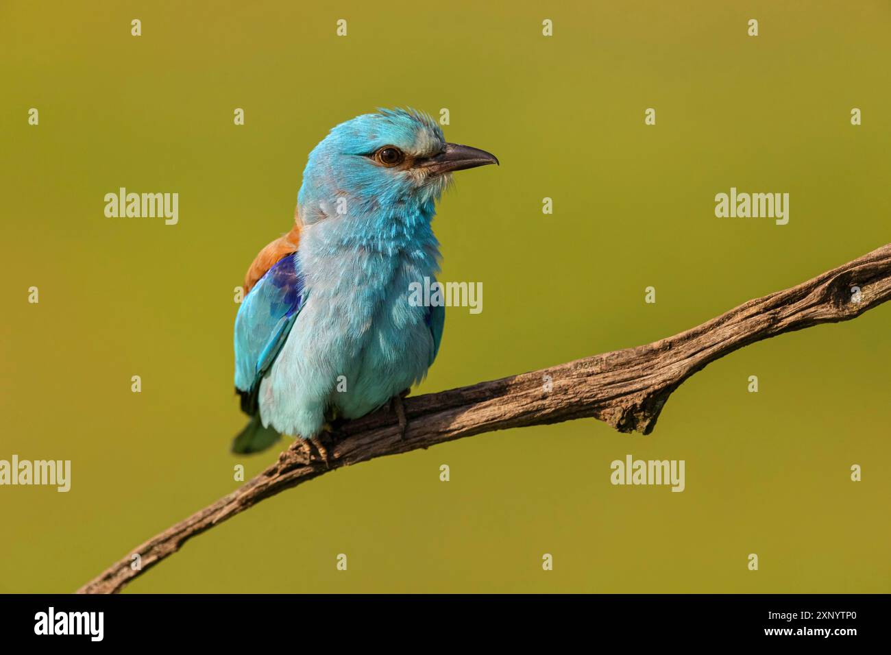 Europäische Walze (Coracias garrulus), auf Barsch, Tower Hide, Tiszaalpar, Kiskunsagi Nationalpark, Bacs-Kiskun, Ungarn Stockfoto