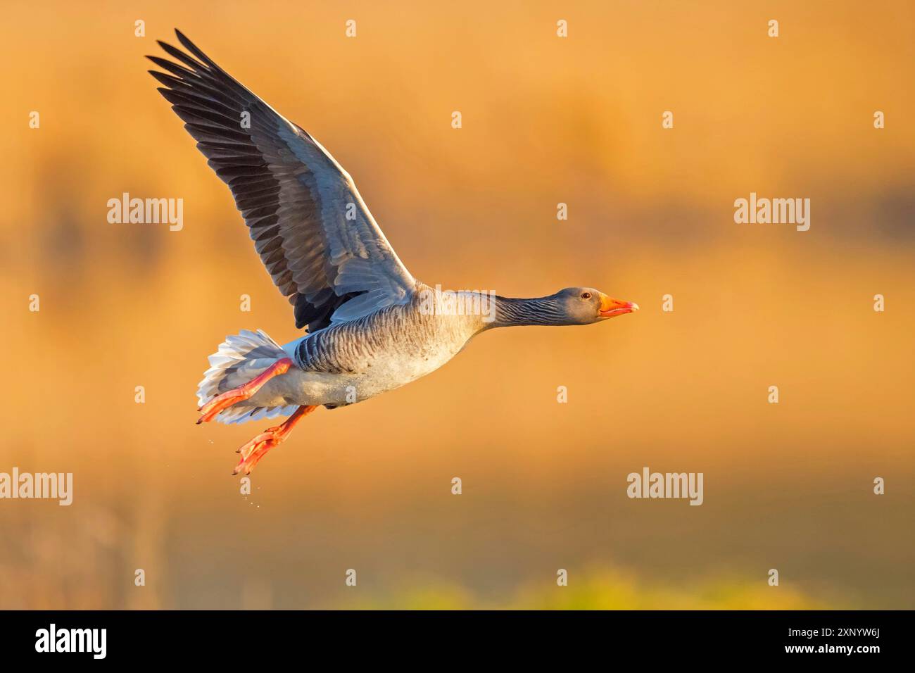 Graugans, Anser Anser, Flugfoto, lateral, Wagbachniederung, Baden-Württemberg, Deutschland Stockfoto