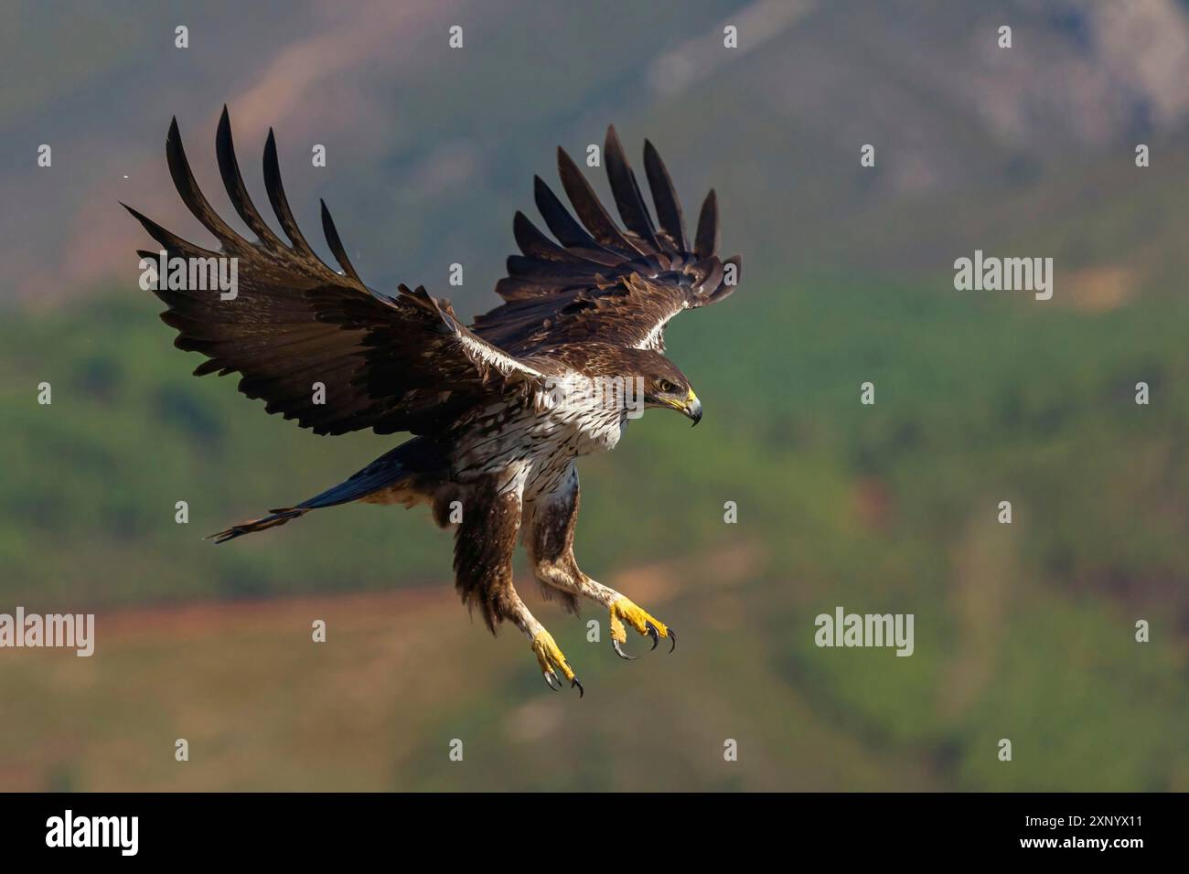 Bonellis Adler (Hieraaetus fasciatus), Aigle de Bonelli, Aguila-azor Perdicera, Tawi Atayr, Salalah, Dhofar, Oman Stockfoto