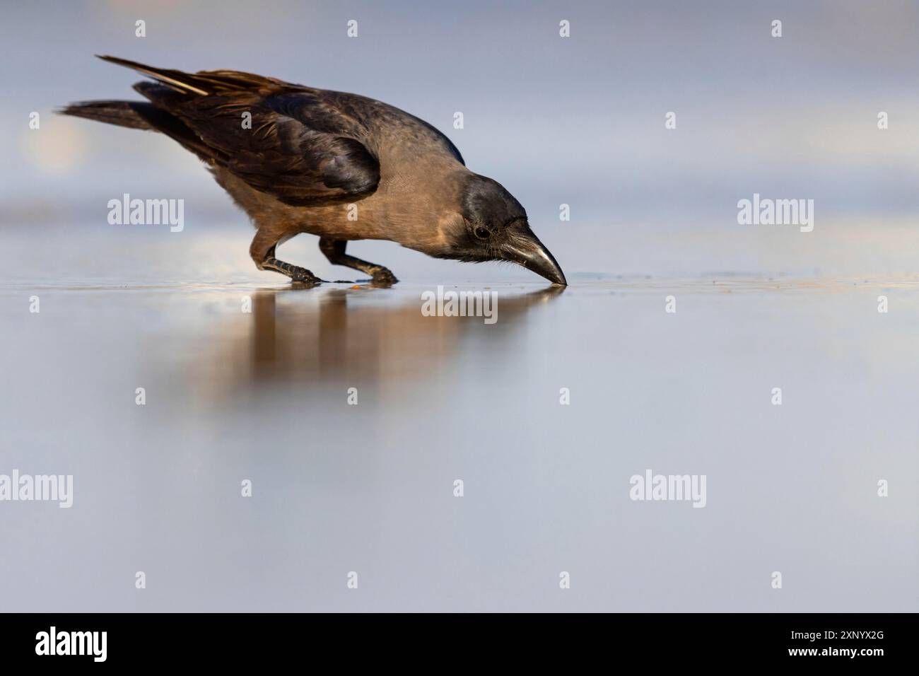 Shining Crow, Indian House Crow, House Crow, (Corvus splendens), Corbeau familier, Corneja India, Raysut, Salalah, Dhofar, Oman Stockfoto