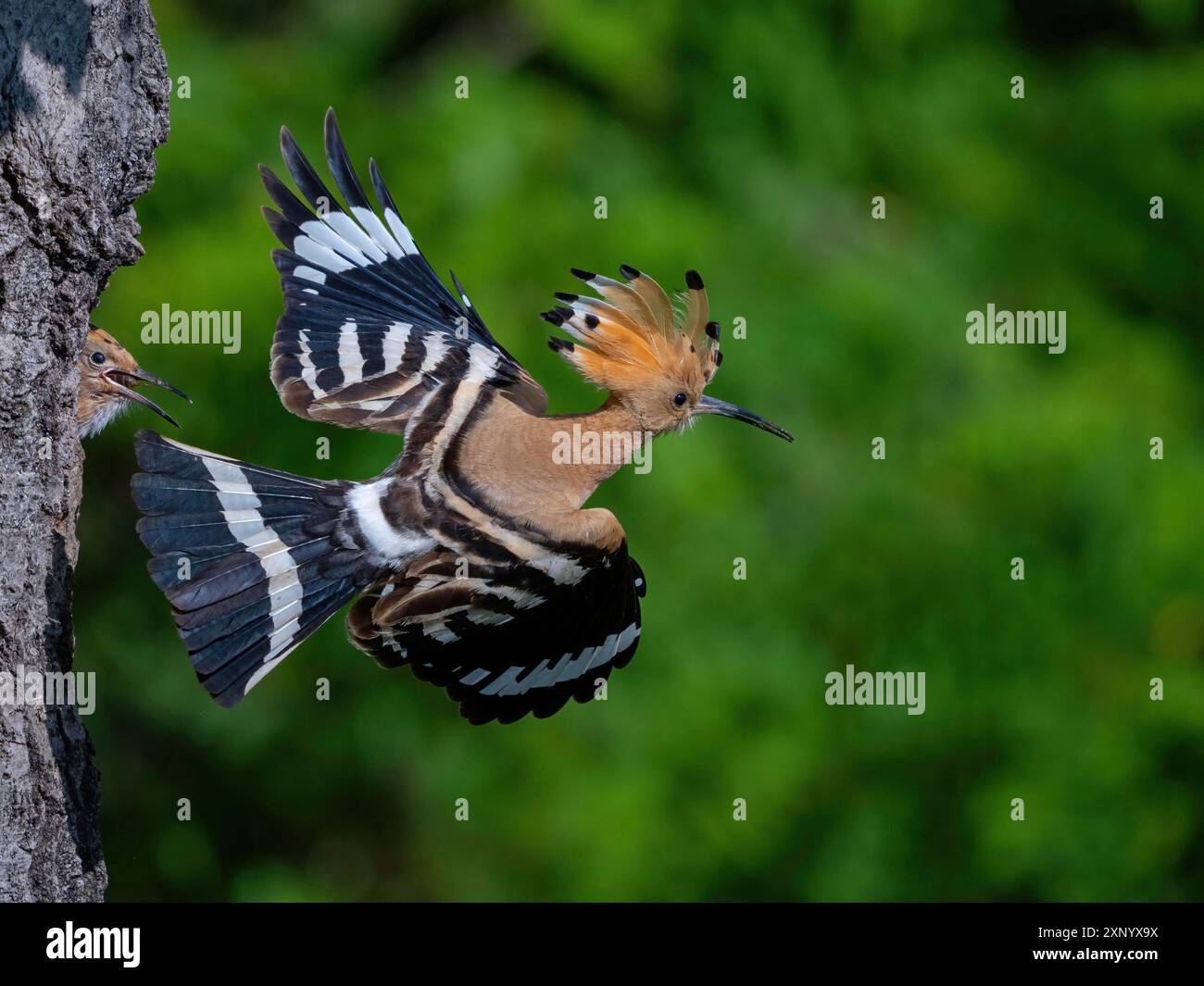 Wiedehopf (Upupa epops), Abgang aus Zuchtgrube, Wiedehopf-Familie, ehemals Raptoren, Hides de El Taray / kleiner Kestr, Villafranca de los Caballeros Stockfoto