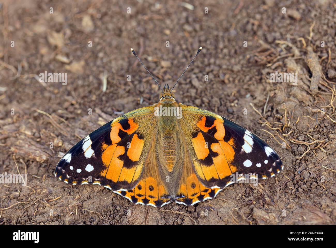 Thistle-Schmetterling, (Vanessa cardui), Cynthia cardui, Draufsicht, Kaiserstuhl, Baden-Württemberg, Deutschland Stockfoto