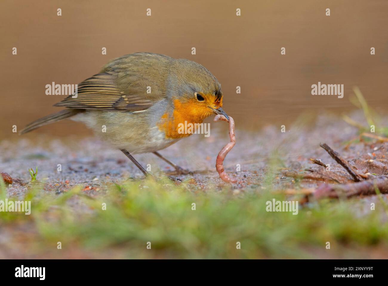 Robin (Erithacus rubecula), Tiszaalpar, Kiskunsagi-Nationalpark, Bacs-Kiskun, Ungarn Stockfoto