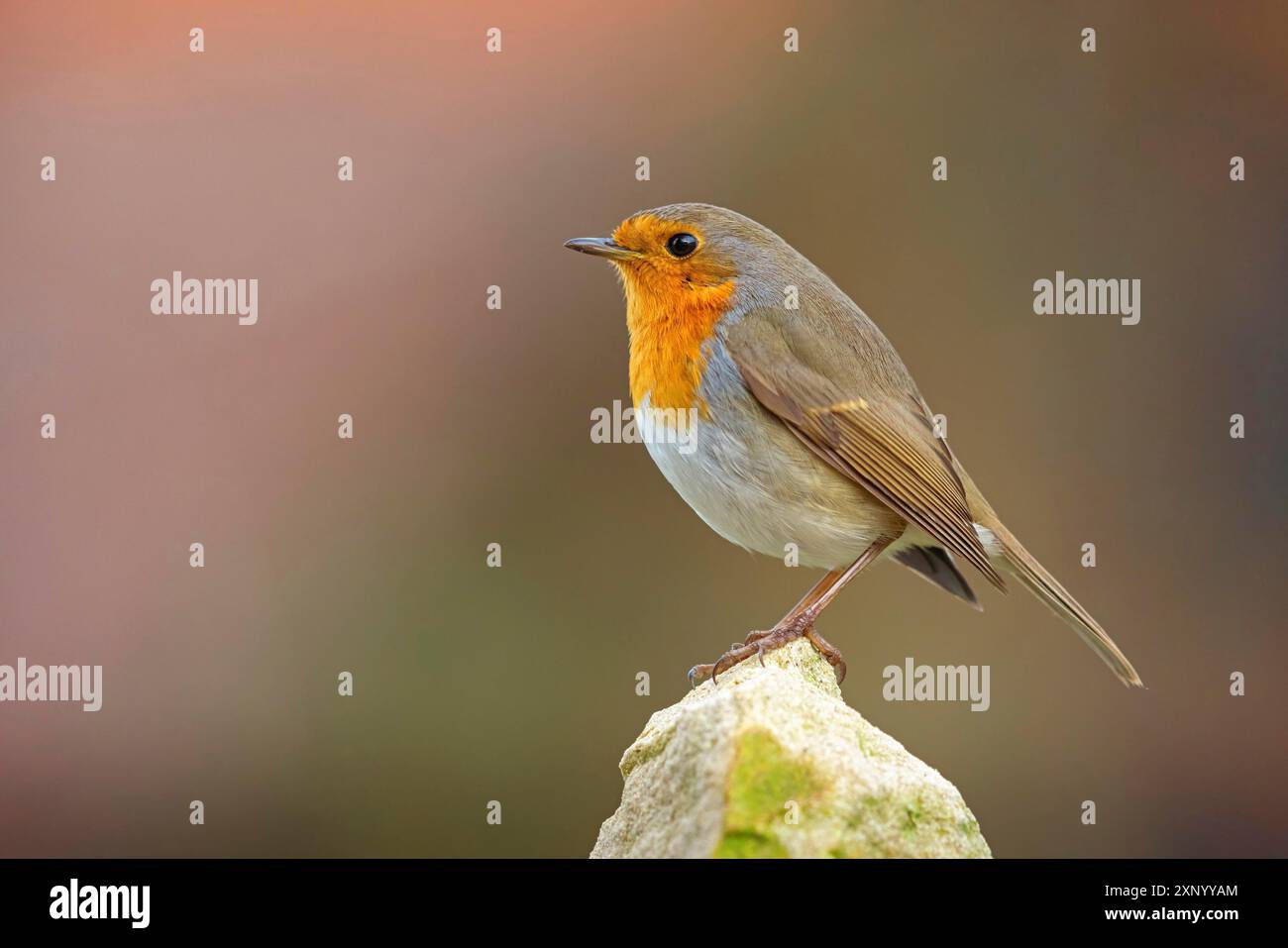 Robin (Erithacus rubecula), Tiszaalpar, Kiskunsagi-Nationalpark, Bacs-Kiskun, Ungarn Stockfoto