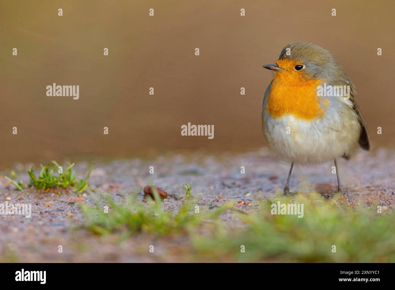 Robin (Erithacus rubecula), Tiszaalpar, Kiskunsagi-Nationalpark, Bacs-Kiskun, Ungarn Stockfoto