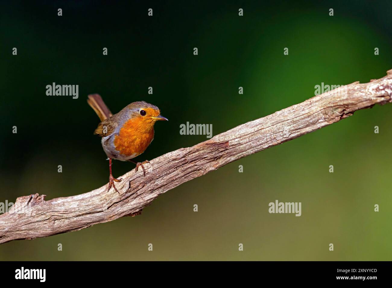 Robin (Erithacus rubecula), Tiszaalpar, Kiskunsagi-Nationalpark, Bacs-Kiskun, Ungarn Stockfoto