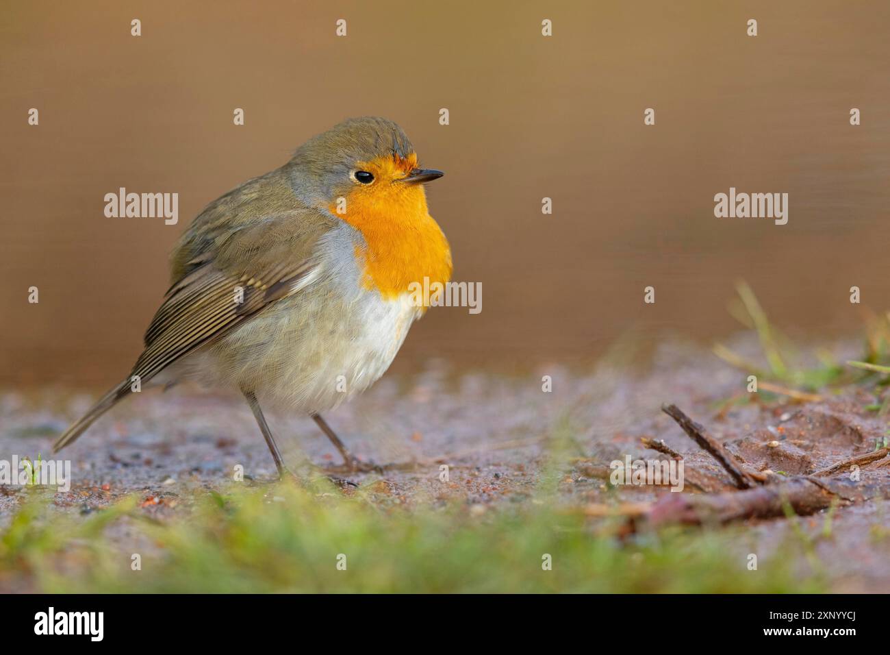 Robin (Erithacus rubecula), Tiszaalpar, Kiskunsagi-Nationalpark, Bacs-Kiskun, Ungarn Stockfoto
