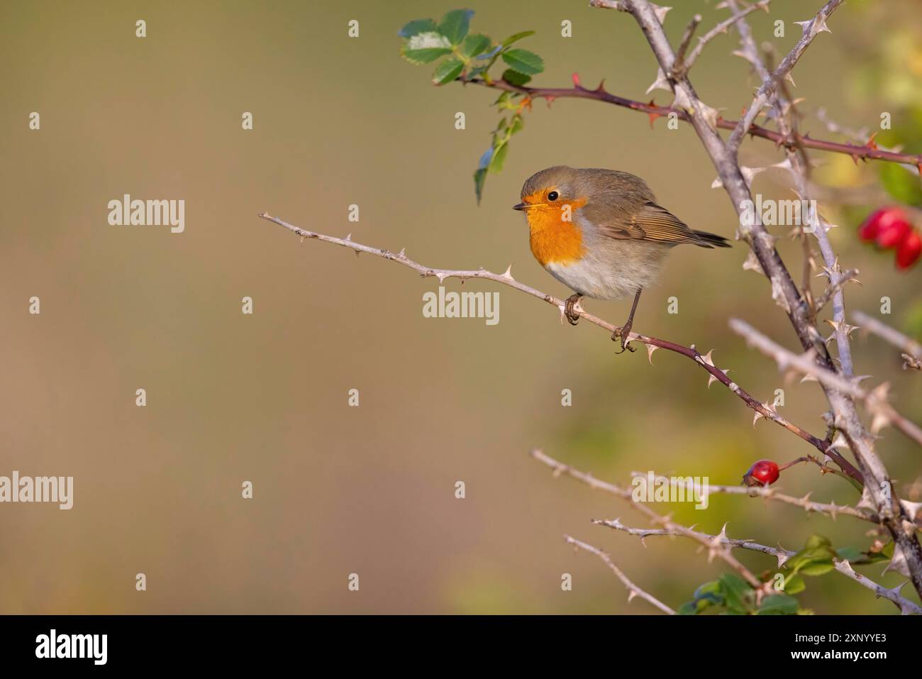 Robin (Erithacus rubecula), Tiszaalpar, Kiskunsagi-Nationalpark, Bacs-Kiskun, Ungarn Stockfoto