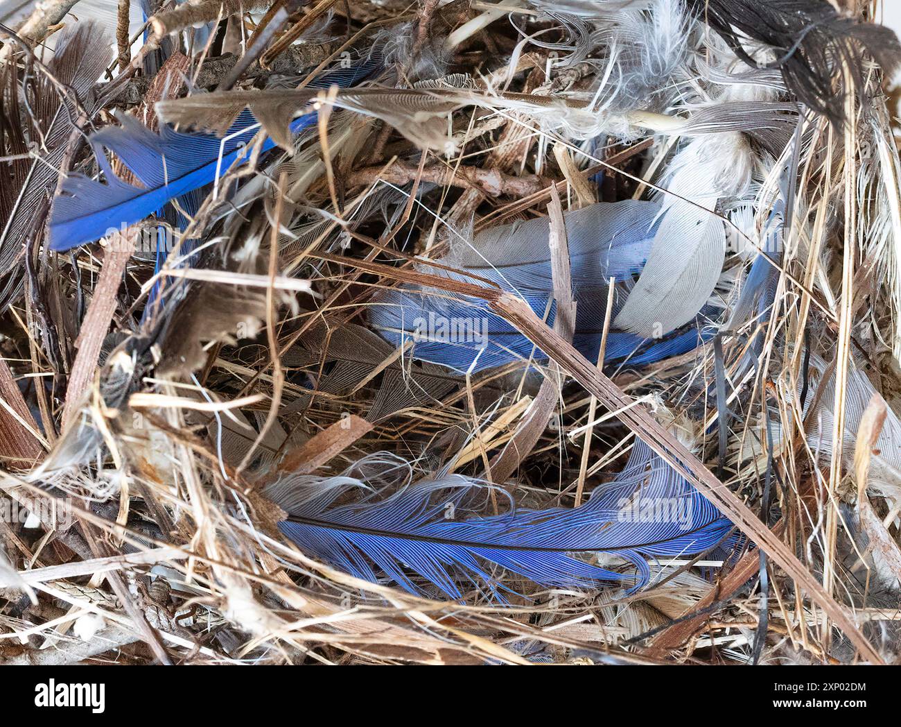 Vollbild-Nahansicht des Vogelnest aus hellem Stroh und Gras, mit blauen Federn gefüttert. Stockfoto