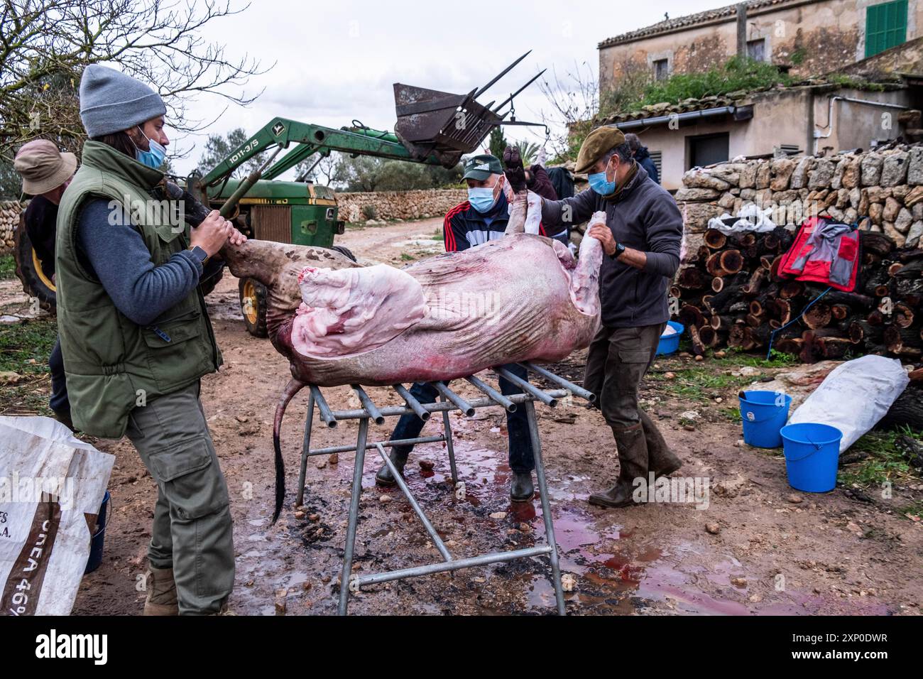 Traditionelle Schlachtung des mallorquinischen Schwarzen Schweins, Mallorca, Balearen, Spanien Stockfoto