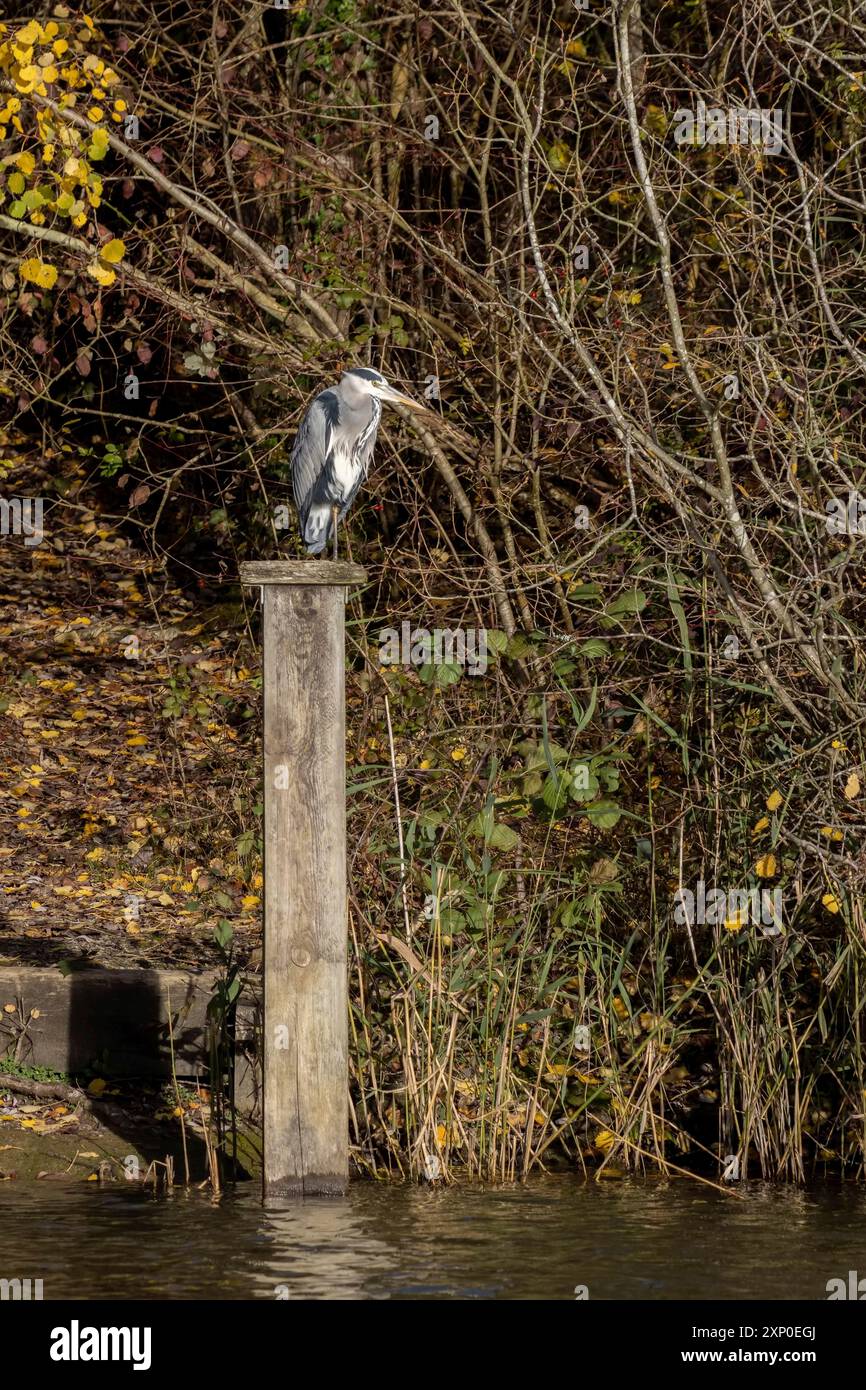 Grauer Reiher, der auf einem Holzpfosten an einem See steht In Sussex Stockfoto