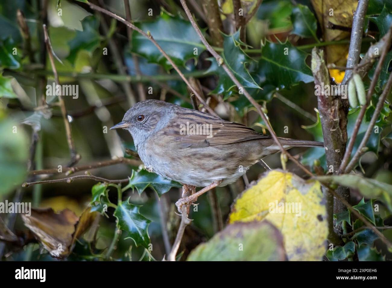 Hedge Accentor (Dunnock) in einer Hecke in Sussex Stockfoto