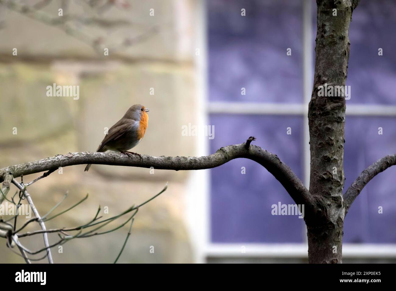 Robin (Erithacus rubecula) singt im Winter davon Stockfoto