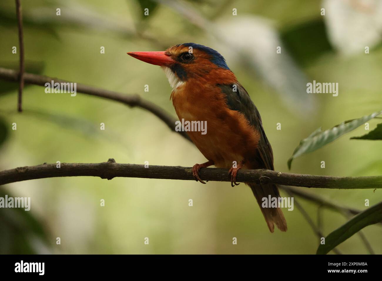 Der grüne eisvogel (Actenoides monachus) ist eine Vogelart aus der Familie der Alcedinidae, die in Nord-Sulawesi in Indonesien endemisch ist Stockfoto