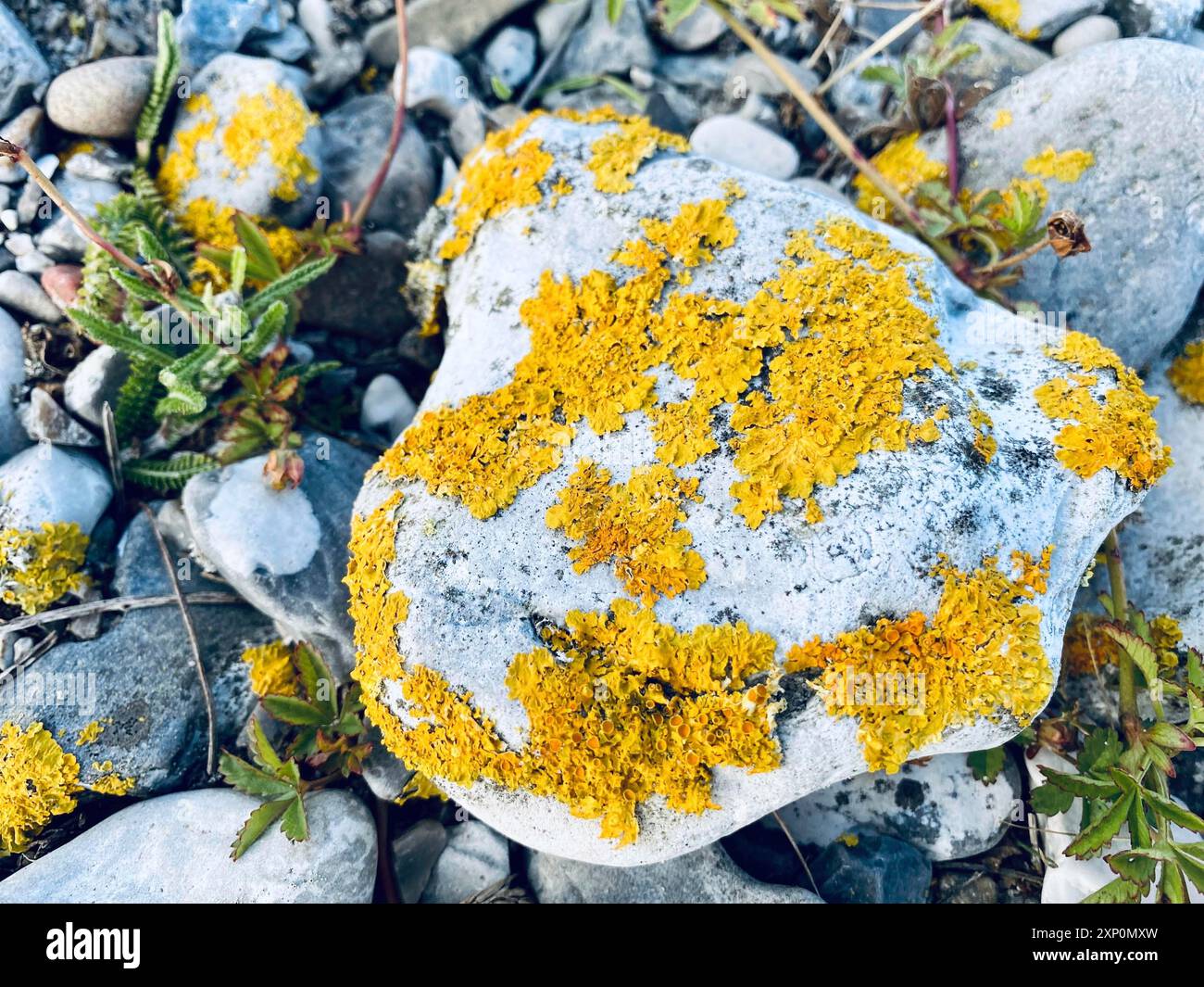 Xanthoria parietina gewöhnliche gelbe Flechte, die auf einem Stein wächst Stockfoto