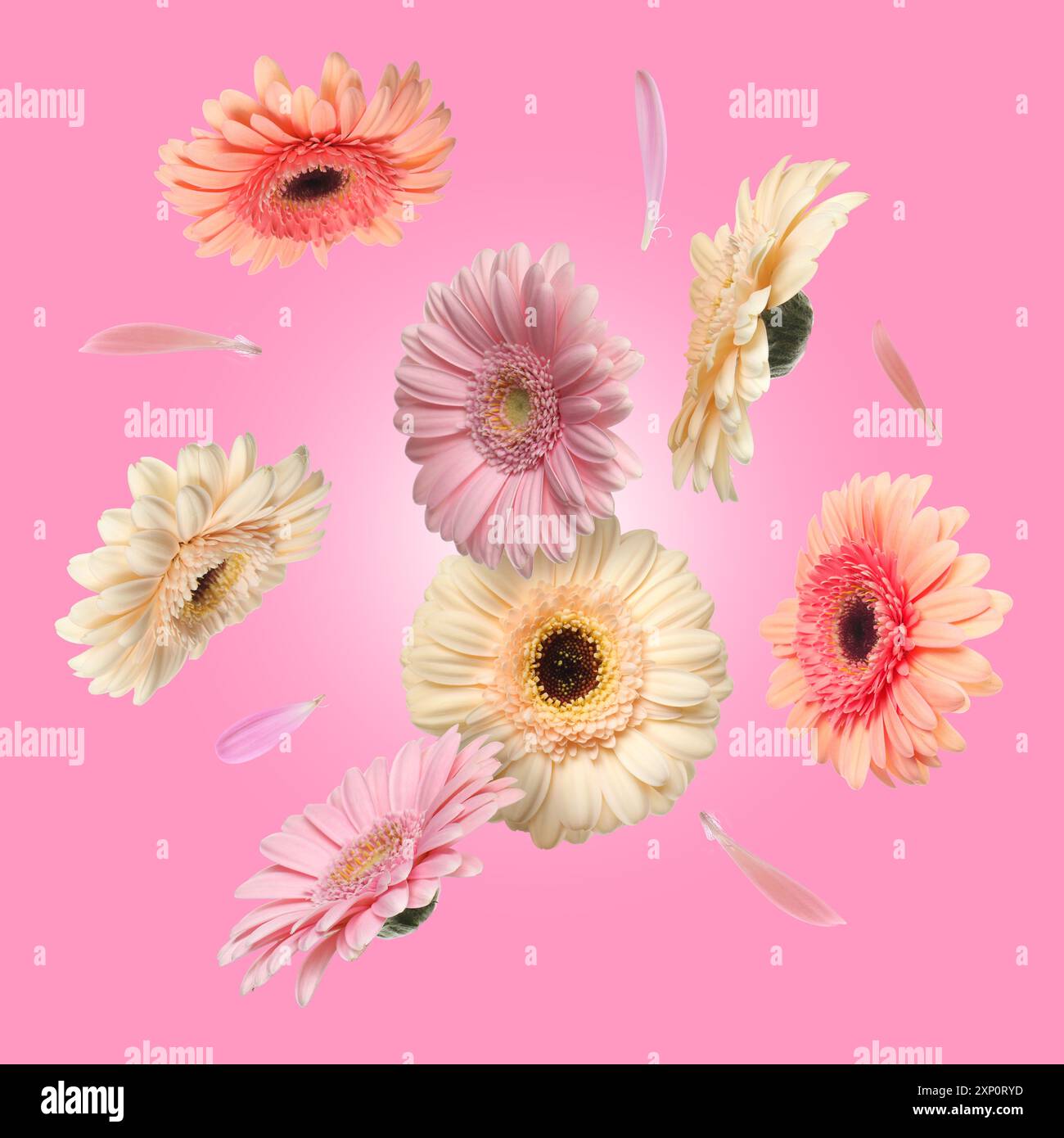 Bunte Gerbera-Blumen in der Luft auf rosa Hintergrund Stockfoto