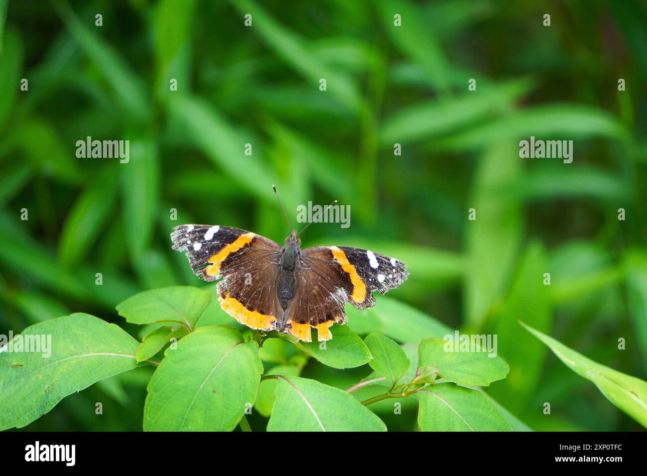 Roter Admiral auf Juwelenkraut Stockfoto