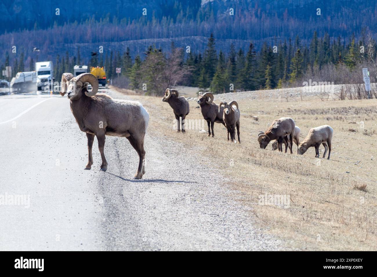 Rocky Mountain Dickhornschafe weiden neben einer Autobahn in Alberta, Kanada Stockfoto