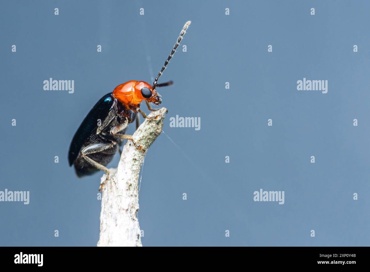 Glänzender Flohkäfer oder Kürbiskäfer auf Baumzweig und isoliertem Hintergrund. Stockfoto