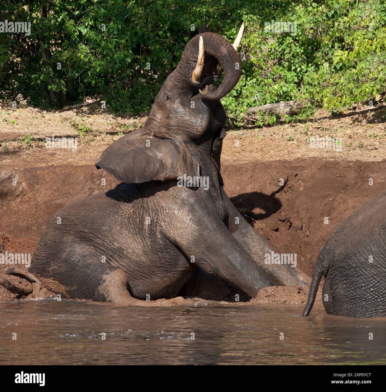 Afrikanischer Buschelefant (Loxodonta africana) beim Schlammbad am Ufer des Chobe River im Chobe National Park, Botswana. Stockfoto