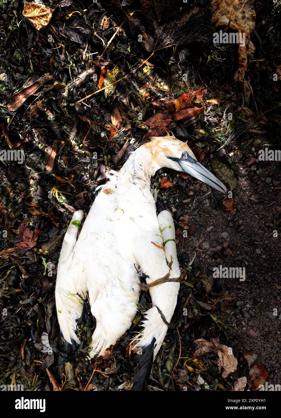 Vogelgrippe, konzeptuelles Bild. Die Vogelgrippe ist eine Viruserkrankung, die durch das Influenza-A-Virus verursacht wird. Es betrifft hauptsächlich Vögel, kann aber manchmal Säugetiere einschließlich Menschen betreffen. Stockfoto